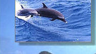 Dauphins