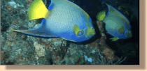 Poissons